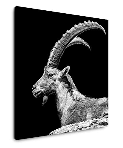 EAUZONE GmbH Steinbock 60x60cm Wandbild auf Leinwand, Kunstdruck Moderne Bilder von EAUZONE GmbH