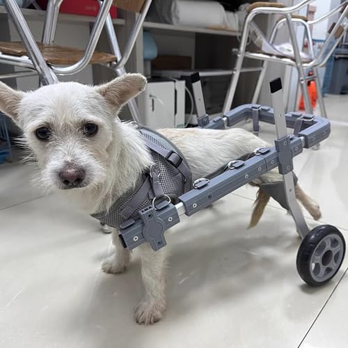 EBZFASO Verstellbarer Rollstuhl für kleine Hunde – Hilfsm Aluminiumlegierung Verstellbarer Hunderollstuhl Mehrere Größen Leichte Haustier-Mobilitätsunterstützung 2-Rad(L) von EBZFASO