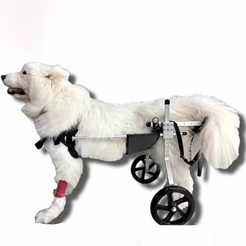 EBZFASO Verstellbarer Rollstuhl für kleine Hunde – Hilfsm Einstellbare Aluminium Legierung Hund Rollstuhl for Zurück Beine 2-Rad Mobilität Hilfe Mehrere Größen(XXL) von EBZFASO