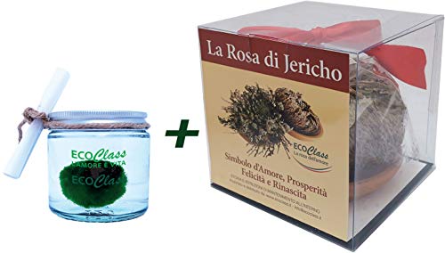Jericho und Marimo Rose von EcoClass