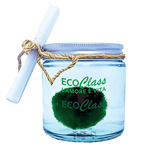 Marimo 2-3 cm im Glas 120 ml - Liebespflanze Alaga Kugel - Original ausgewählt und sauber Marimo 2-3 cm im Glas 120 ml - Liebespflanze Alaga Kugel - Original ausgewählt und sauber von EcoClass