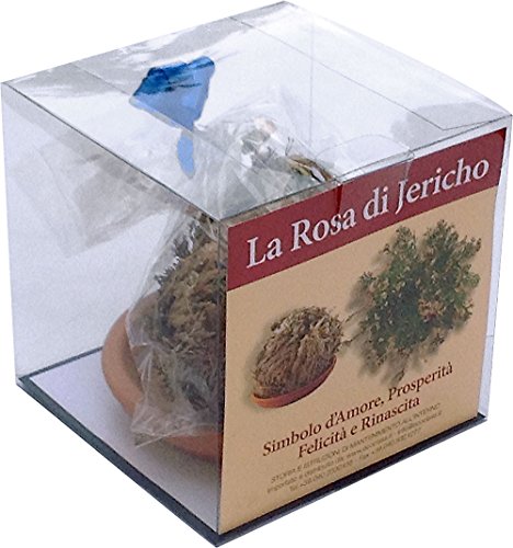 ROSE VON JERICHO jerico gericho Gerico salaginella lwpidophylla von ECOCLASS