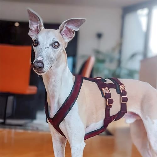 EDEL&SCHNELL Sicherheitsgeschirr für Hunde, ausbruchsicheres Hundegeschirr Größe S aus Samt in dunkelrot, Panikgeschirr mit 2 Bauchgurten, ideal für Windhunde von EDEL&SCHNELL