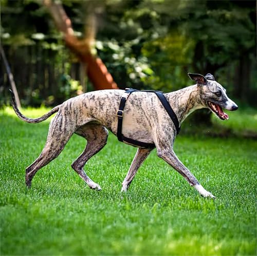 EDEL&SCHNELL Windhundgeschirr schwarz Größe XS verstellbares Whippet Geschirr aus bequemen Webband mit Schnallen in Rosegold Hundegeschirr kleine Hunde EDEL&SCHNELL Windhundgeschirr schwarz Größe XS verstellbares Whippet Geschirr aus bequemen Webband mit Schnallen in Rosegold Hundegeschirr kleine Hunde von EDEL&SCHNELL