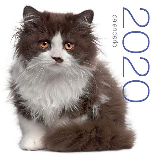 Katzen Wandkalender 2020 von EDIZIONI WHITE STAR