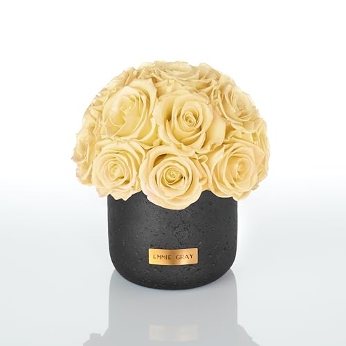 EG EMMIE GRAY Black Solid Infinity Collection - Traumhafte Infinity Rosen, 1-3 Jahre haltbare Rosen, Betonvase mit echten, konservierten Rosen, edle Premiumrosen - Größe S (Champagne) von EG EMMIE GRAY