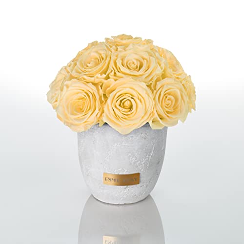 Solid Infinity Collection - Traumhafte Infinity Rosen, 1-3 Jahre haltbare Rosen, Betonvase mit echten, konservierten Rosen, edle Premiumrosen - Größe S (Champagne) von EG EMMIE GRAY