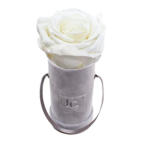 Emmie Gray Classic Infinity ROSENBOX | Velvet Gray | Runde Flowerbox - Infinity Rosen in Grauer Samtbox - 1-3 Jahre Haltbarkeit - Echte Rosen, die jahrelang blühen - Haltbare Rosen (XXS, Pure White) von EG EMMIE GRAY