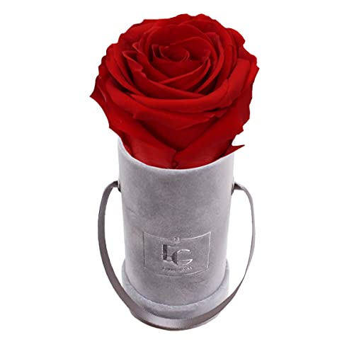 Emmie Gray Classic Infinity ROSENBOX | Velvet Gray | Runde Flowerbox - Infinity Rosen in Grauer Samtbox - 1-3 Jahre Haltbarkeit - Echte Rosen, die jahrelang blühen - Haltbare Rosen (XXS, Vibrant Red) von EG EMMIE GRAY