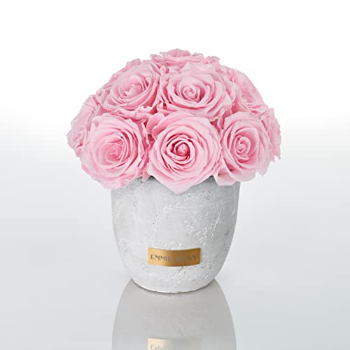 Solid Infinity Collection - Traumhafte Infinity Rosen, 1-3 Jahre haltbare Rosen, Betonvase mit echten, konservierten Rosen, edle Premiumrosen - Größe S (Bridal Pink) von EG EMMIE GRAY