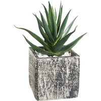 Living Kunstpflanze Chitose, künstliche Zimmerpflanze im Topf, naturgetreue Deko Pflanze für Wohnzimmer, Sukkulente aus Kunststoff in Grün und Paper Living Kunstpflanze Chitose, künstliche Zimmerpflanze im Topf, naturgetreue Deko Pflanze für Wohnzimmer, Sukkulente aus Kunststoff in Grün und Paper von EGLO