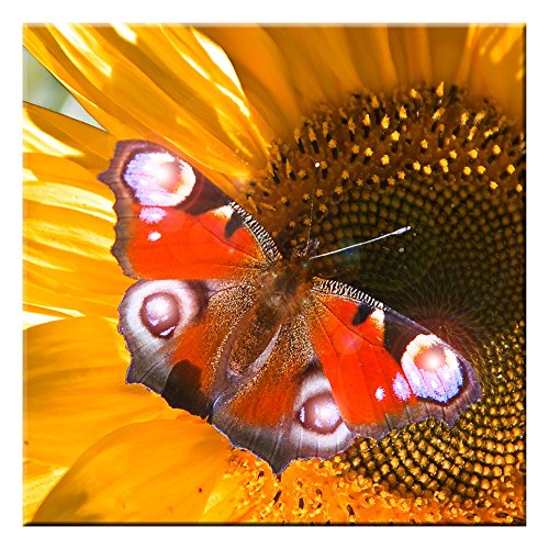 EGLO LED-Bild Schmetterling Wand Dekoration Bild Licht Leuchtbild Leinwand Wandbild warmweiß 75037 von EGLO