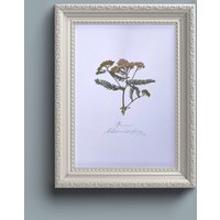 Echte Gepresste Blume Wandkunst - Schafgarbe Ungerahmt A4 von EGLettering