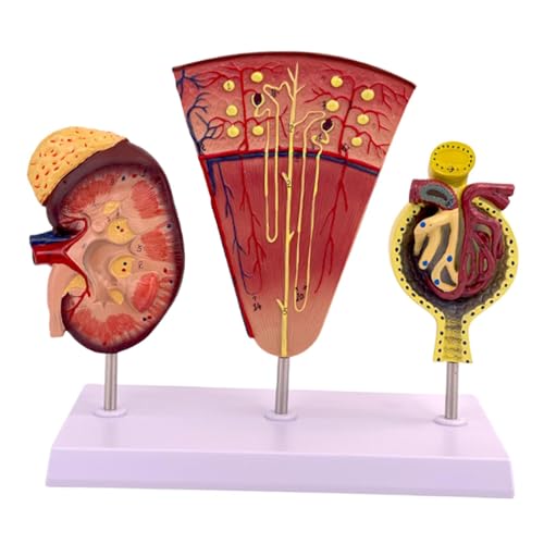 EHJRE Nierenmodell, anatomisches Modell, PVC-Organ, Biologiedemonstration, Nephron und Glomerulus, für Lehrer und Arztpraxen EHJRE Nierenmodell, anatomisches Modell, PVC-Organ, Biologiedemonstration, Nephron und Glomerulus, für Lehrer und Arztpraxen von EHJRE