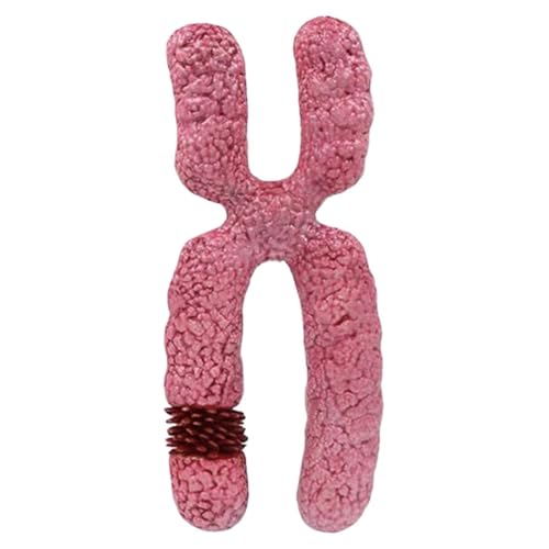 EHJRE X Chromosomenmodell, Schüler Lernen Meiose Organellenzelle für Den Unterricht EHJRE X Chromosomenmodell, Schüler Lernen Meiose Organellenzelle für Den Unterricht von EHJRE