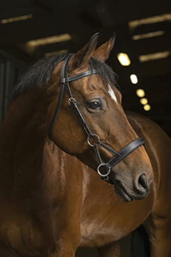 NORTON PRO „Komfort“ Sidepull, Warmblut, schwarz NORTON PRO „Komfort“ Sidepull, Warmblut, schwarz von EKKIA