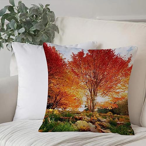 Dekorativ Kissenbezüge 50x50 cm,Herbst Naturwald Herbst Wald Baum fallende Blätter auf der,Kissenbezug Weicher Polyester Kissenhülle Set Kissen Fall für Sofa Auto Schlafzimmer Zuhause Zierkissenbezüge von EKSED