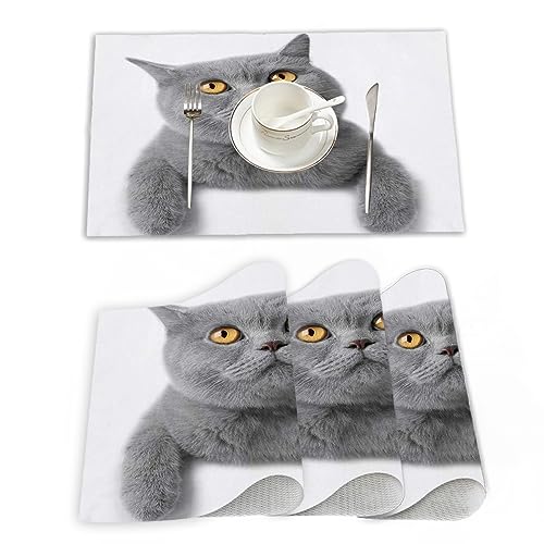 Platzset, Satz von 4 Platzsets 30x45 cm,Studio Grey Kitten Cat White Breed Britisch Kurzhaar Grau,Gewebte Vinyl-Tischsets, waschbare und langlebige Tischsets, Tischsets für den Innen und Außenbereich von EKSED
