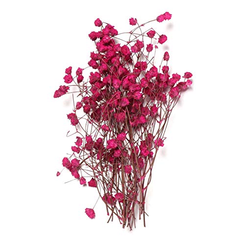 Pampasgras,Pampasgras Deko,Trockenblumen 1 Tasche getrocknete Blumen Mini kleine Blumen blumenstrauß lebendige natürliche Pflanzen bewahren floral für Hochzeit Dekoration(Color:Rose red) von ELTOX