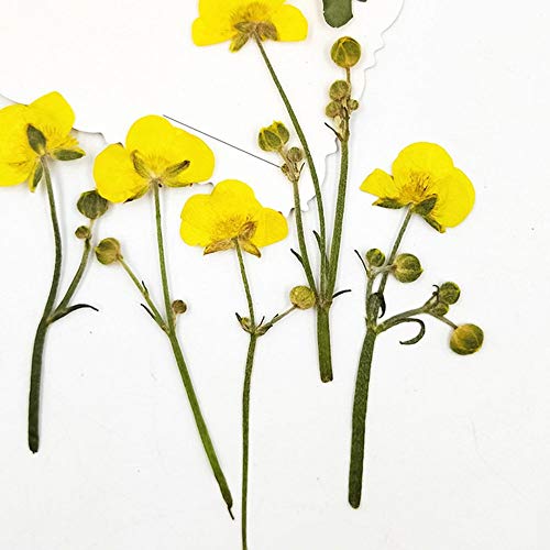 Pampasgras,Pampasgras Deko,Trockenblumen 16 stücke gelbe schöne getrocknete Blumen echt gepresste Blumen DIY Blume DIY Handwerk Materia für Gesicht dekor von ELTOX
