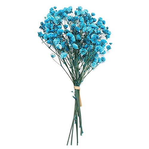 Pampasgras,Pampasgras Deko,Trockenblumen 2 stücke Mini frisch getrocknete konservierte Blumen kleine echte Blume blumenstrauß Hause Party dekorative trockene Presse Blumen(Color:Blue) von ELTOX