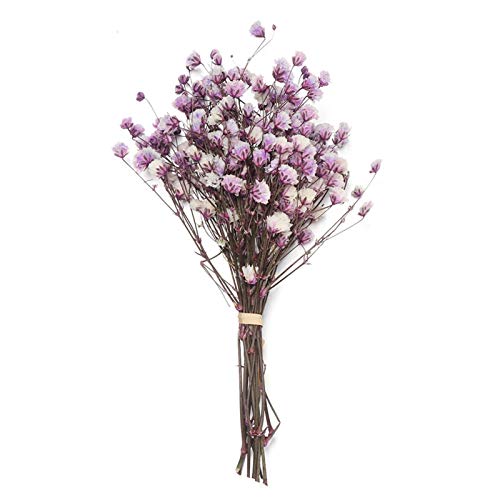 Pampasgras,Pampasgras Deko,Trockenblumen 2 stücke Mini frisch getrocknete konservierte Blumen kleine echte Blume blumenstrauß Hause Party dekorative trockene Presse Blumen(Color:Purple) von ELTOX