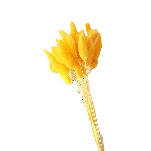Pampasgras,Pampasgras Deko,Trockenblumen 30 stücke Kaninchen Schwanzgras Natürliche getrocknete Blumen für Dekoration Blume Arrangement Hochzeit Dekoration Echte Blume Gras Requisiten(Color:Orange) von ELTOX