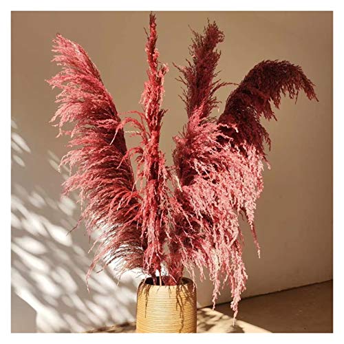 Pampasgras,Pampasgras Deko,Trockenblumen Große echte getrocknete Pampas Gras Natürliches Schilf Blumen Blumenstrauß Dekor Hochzeit Blume Bündel Naturpflanzen Fall Winter Dekor für Zuhause(Color:Red) von ELTOX