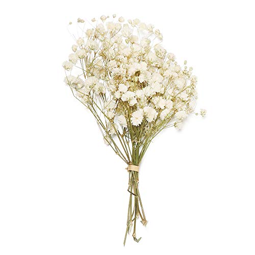 Pampasgras,Pampasgras Deko,Trockenblumen Natürliche Gypsophila Getrocknete Blumen Kleine Blumen Blumenstrauß Trockene Blumen Presse Mini Dekorative Fotografie Foto Hintergrund Dekor(Color:Beige) von ELTOX