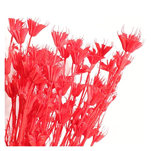 Pampasgras,Pampasgras Deko,Trockenblumen Über 35 Blütenköpfe getrocknete natürliche Blumen Zweig DIY Dry ​​Star Blumenstrauß für Wohnkultur Blumenanordnung(Color:Red) von ELTOX