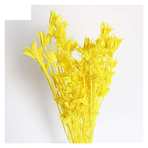 Pampasgras,Pampasgras Deko,Trockenblumen Über 35 Blütenköpfe getrocknete natürliche Blumen Zweig DIY Dry ​​Star Blumenstrauß für Wohnkultur Blumenanordnung(Color:Yellow) von ELTOX