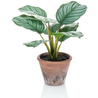 Künstliche Maranta Calathea Orbifolia Terra 32 cm Topf Emerald Künstliche Maranta Calathea Orbifolia Terra 32 cm Topf Emerald von EMERALD