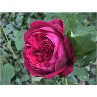 Duftende historische Moosrose Rose centifolia muscosa Rubra im Topf von EMPTY