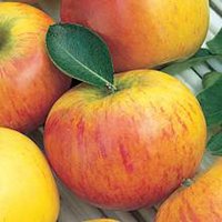 Robuster Apfel Baum Elstar,Herbstapfel wohlschmeckend c von EMPTY