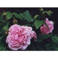 Strauch - Rose Jaques Cartier rosa stark duftend im Topf von EMPTY