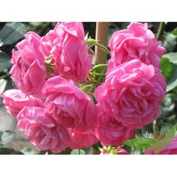 Rosa Miniatur Rose Gabrielle Privat üppiger Blütentraum für wenig Platz im Topf von EMPTY