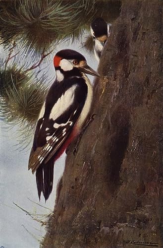 ENYLUFUT Bekannt Wand-Kunst Bild Leinwand Wandkunst Spotted Woodpecker by After Kuhnert Wandkunst Bild für Office Home Decor 60x90cm ENYLUFUT Bekannt Wand-Kunst Bild Leinwand Wandkunst Spotted Woodpecker by After Kuhnert Wandkunst Bild für Office Home Decor 60x90cm von ENYLUFUT