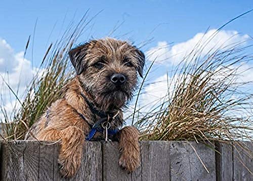 EPTIC Diamantmalerei Kinder 5D Border Terrier Hund DIY Malen nach Zahlen Erwachsene Diamantmalerei Geburtstagsgeschenke 50x50CM von EPTIC