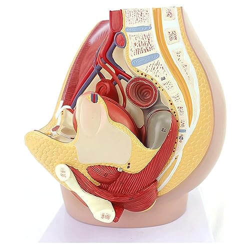 EPedic Gebärmuttermodell Anatomisches Modell des weiblichen Beckens, 8-wöchiges fetales Modell, reproduktive Harn-Gebärmutter, embryonales Kind Eierstockmodell von EPedic