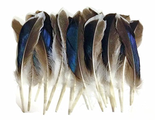 ERGEOB Natürliche Haarstockente Federn geflügel grün Stockente Ente Federhaar 8-13 cm (3-5 Zoll) Länge 200 stück von ERGEOB