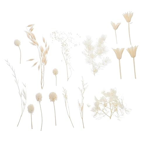 ERINGOGO 1 Packung Konserviertes Blumenmaterial DIY Zubehör Unsterblichkeit Trockenblumenmaterial DIY Bastelmaterial Valentinstagsgeschenkherstellungsmaterial Trockenblumen Weiße ERINGOGO 1 Packung Konserviertes Blumenmaterial DIY Zubehör Unsterblichkeit Trockenblumenmaterial DIY Bastelmaterial Valentinstagsgeschenkherstellungsmaterial Trockenblumen Weiße von ERINGOGO