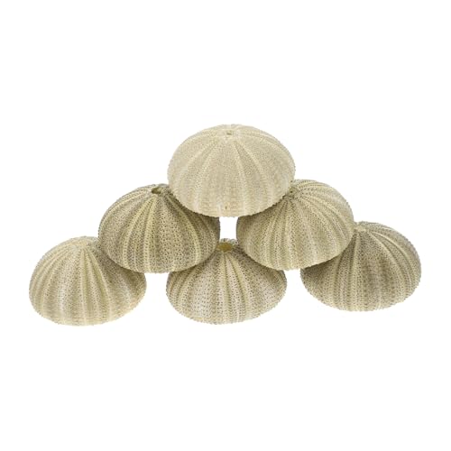 ERINGOGO 6stücke Seeigel Blumentöpfe Für Luftpflanzen Dekorative Muschelhalter Für Aquarien Und Tischdeko Natürliche Gestaltungselemente Für DIY Kunstprojekte von ERINGOGO