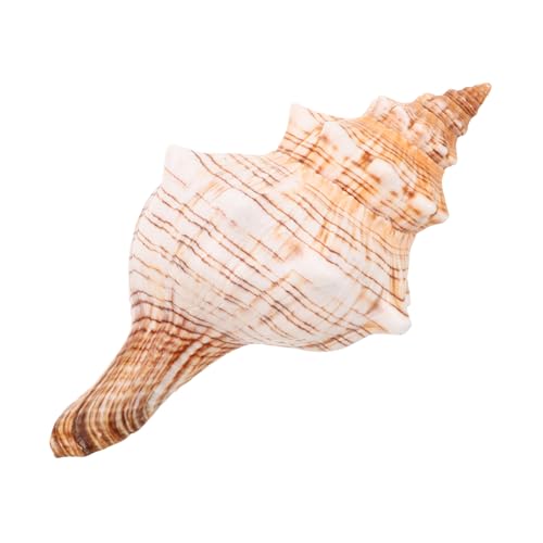 ERINGOGO Natürliche Meeresschnecke Dekoration Fadebeständig Kompakte Meeresmuschel für DIY Küstendeko Blumenvasen Tischornament von ERINGOGO