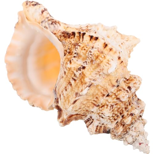 ERINGOGO zarte Muschel Muscheln groß Aquarium Muschel große Muscheln Muschelverzierungen Muscheln für große Schale Muschel Muschel Muschelschale Muschelmuschel Hülse von ERINGOGO