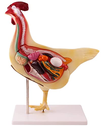 ERNZI Abnehmbares Huhn Anatomisches Modell Hühnerorgel Tieranatomie Modell Biologie Laborausbildungsausrüstung von ERNZI