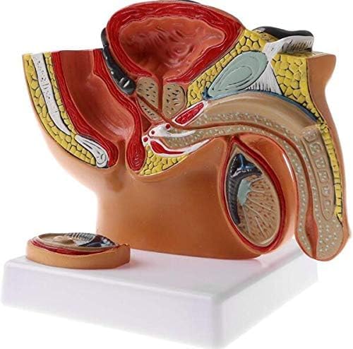 ERNZI Anatomisches Männliches Beckenmodell 1:2 Miniatur Sagittales Anatomisches Modell des Menschlichen Männlichen Beckens, Der Hoden, Der Prothetik Und des Harnsystems von ERNZI