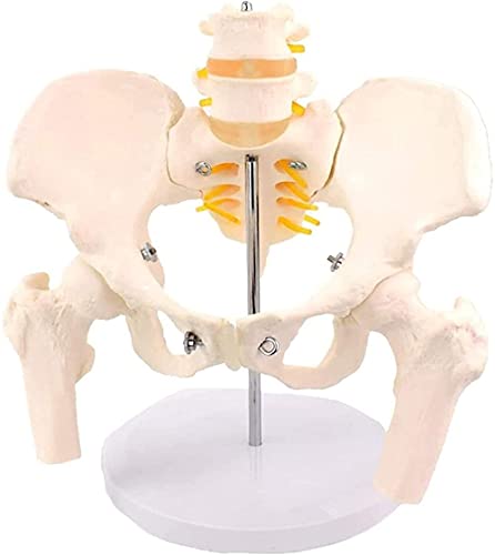 ERNZI Anatomisches Modell Knochen Modell Weibliche Becken Modell Hüfte Modell Becken Modell Menschliche Größe Hüfte Und Becken Rehabilitation Anatomie -25x18x22 cm von ERNZI
