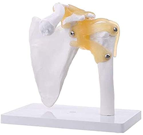 ERNZI Körpermodell 1Pc Funktionelles anatomisches lebensgroßes menschliches Anatomie-Schultergelenk-Knochen-Muskel-Modell für das Lehren des Lernwerkzeugs ERNZI Körpermodell 1Pc Funktionelles anatomisches lebensgroßes menschliches Anatomie-Schultergelenk-Knochen-Muskel-Modell für das Lehren des Lernwerkzeugs von ERNZI
