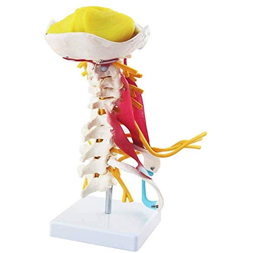 ERNZI Learning Requisiten Human HWS-Modell, HWS-Muskel- Und Nervenanatomie Wirbelsäulen-Knochen-Modell, 1: 1 Für Forschungsdisplay-Lehrtraining ERNZI Learning Requisiten Human HWS-Modell, HWS-Muskel- Und Nervenanatomie Wirbelsäulen-Knochen-Modell, 1: 1 Für Forschungsdisplay-Lehrtraining von ERNZI