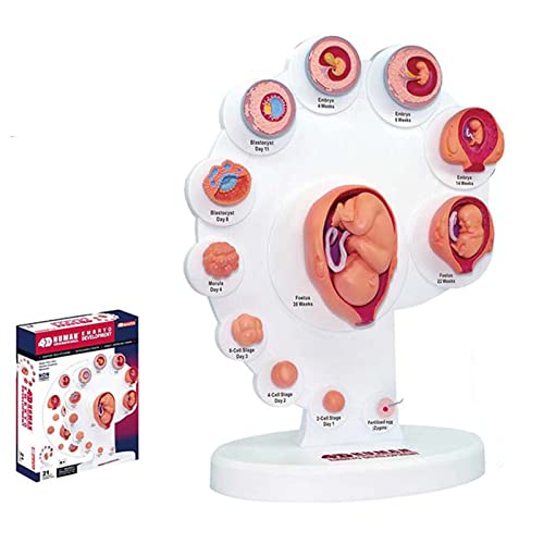 Modell 4D des Fetalen Organwachstumsprozesses Fetales Modell Für Fetales Gebärmutter Embryo Entwicklung Modell Für Medizinische Ausbildung von ERNZI
